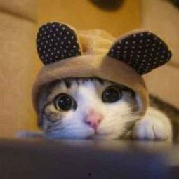 娱乐吃瓜酱猫咪视频大全